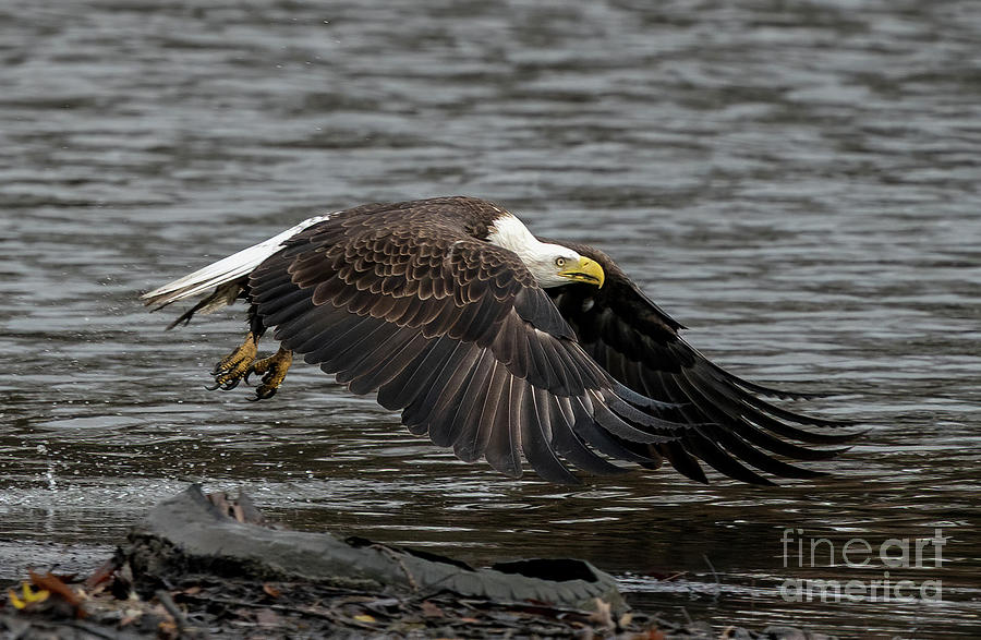 Bald eagle in flight Photograph by Sam Rino