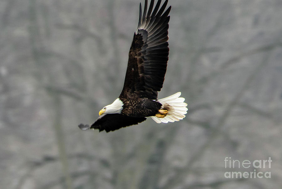 Bald Eagle in Flight Photograph by Sandra Js