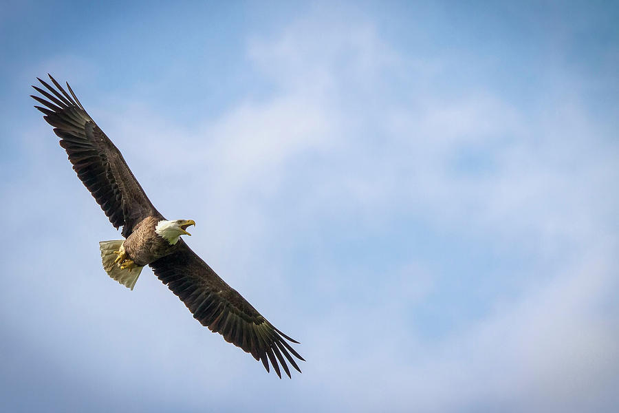 Eagle Photograph - Bald Eagle In Flight by Scott Terna