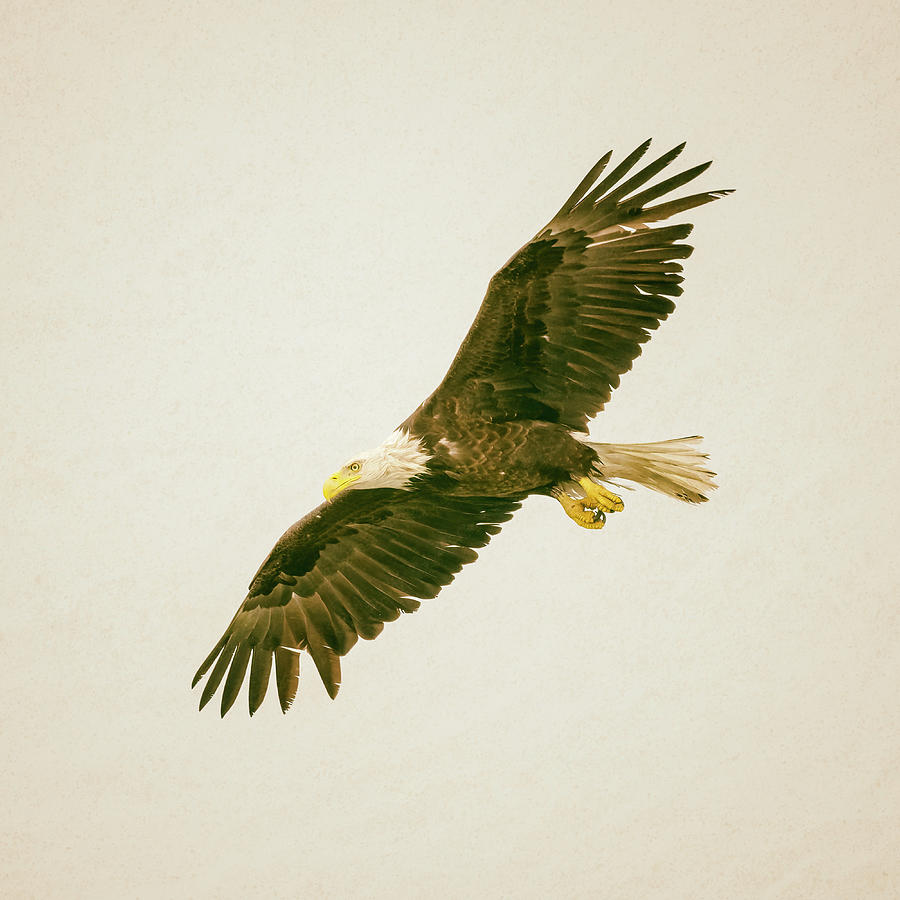 Bald Eagle In Flight Seward Alaska Photograph