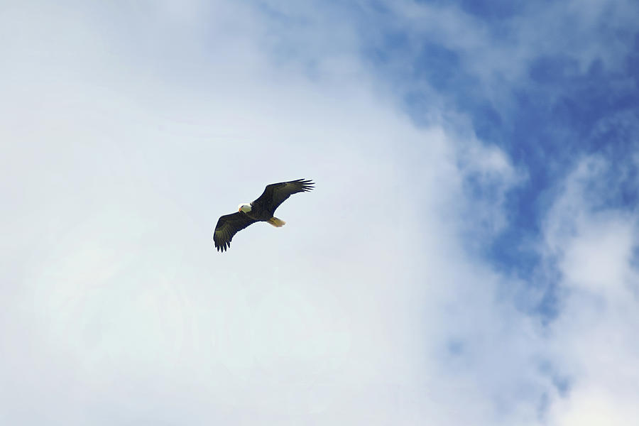 Bald Eagle In Flight Photograph