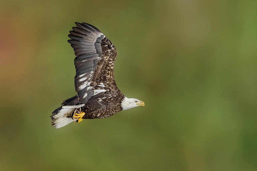 Bald Eagle In Flight Photograph by Susan Candelario