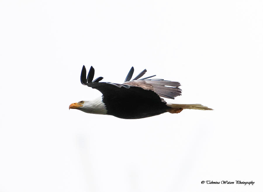 Bald Eagle in Flight Photograph by Tahmina Watson