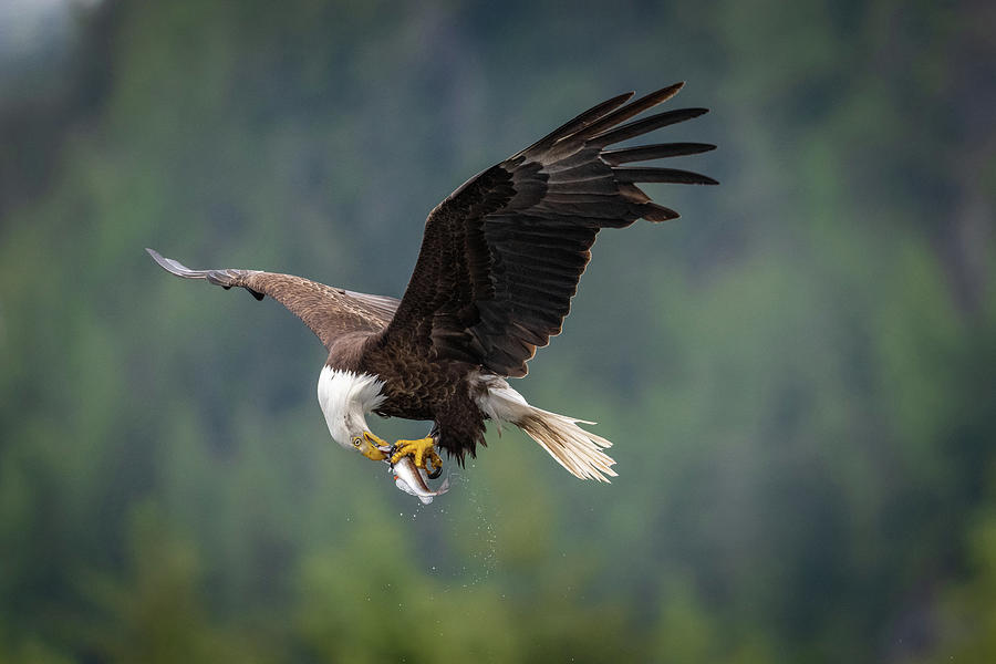 Bald Eagle in Flight with Fish Photograph by Bill Cubitt