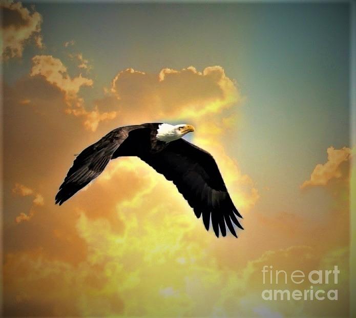 Bald Eagle in full flight in a gold sky. Photograph by Charlene Adler ...