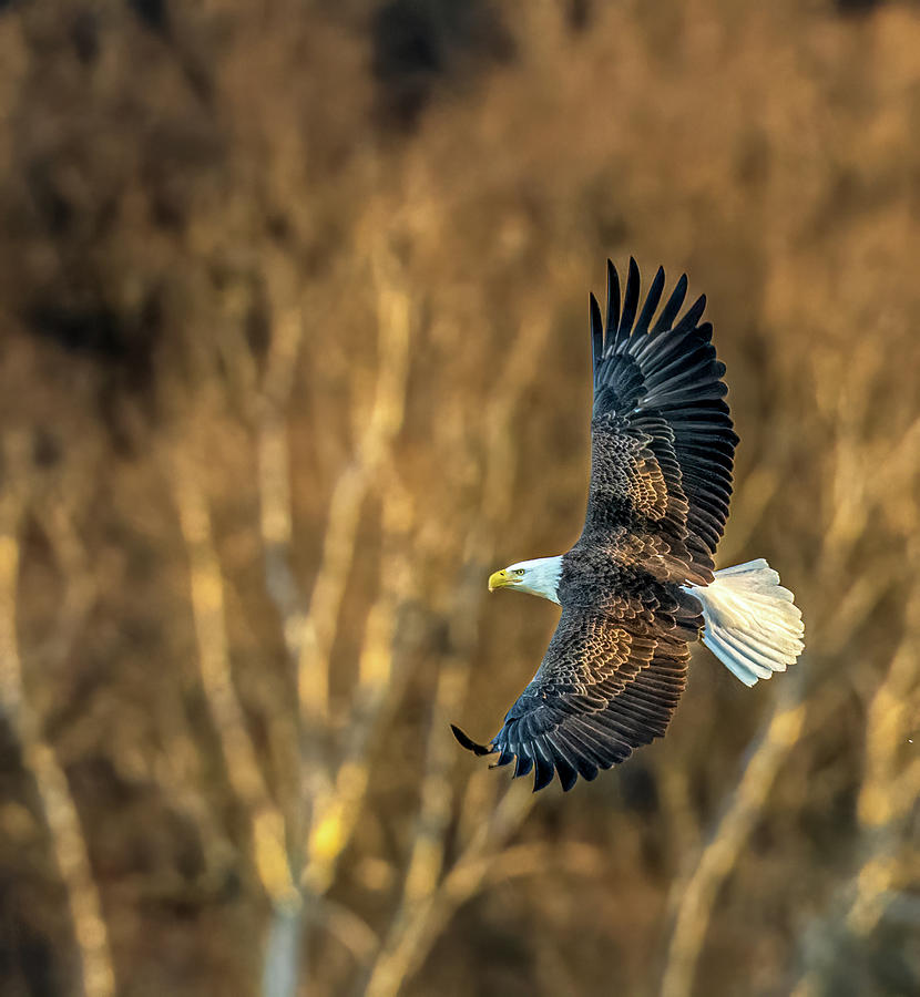 Bald Eagle in its glory Photograph by Brian Shoemaker