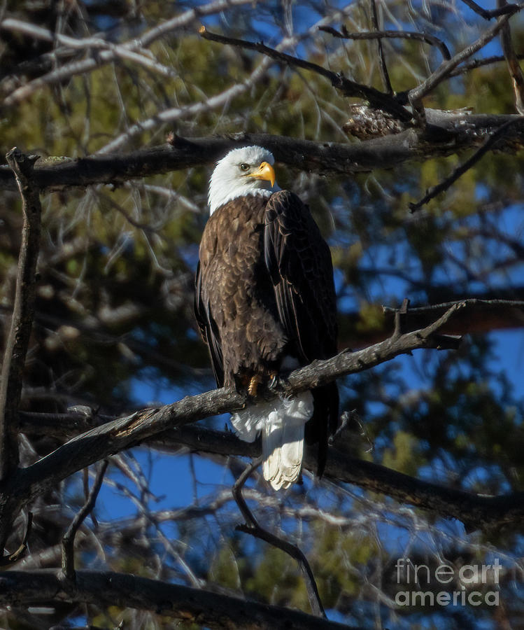 Bald Eagle in Majestic Pose Photograph by Steven Krull
