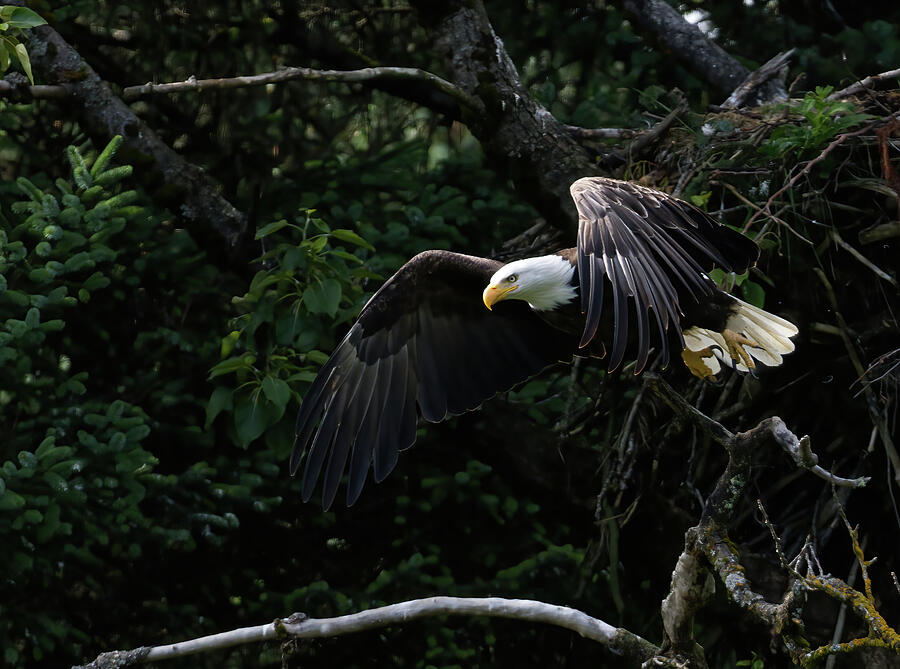 Eagle Taking Flight Photograph by Barbara Sophia Photography