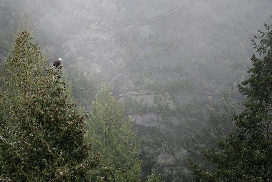 Bald Eagle in Mist Photograph by Bill Cubitt