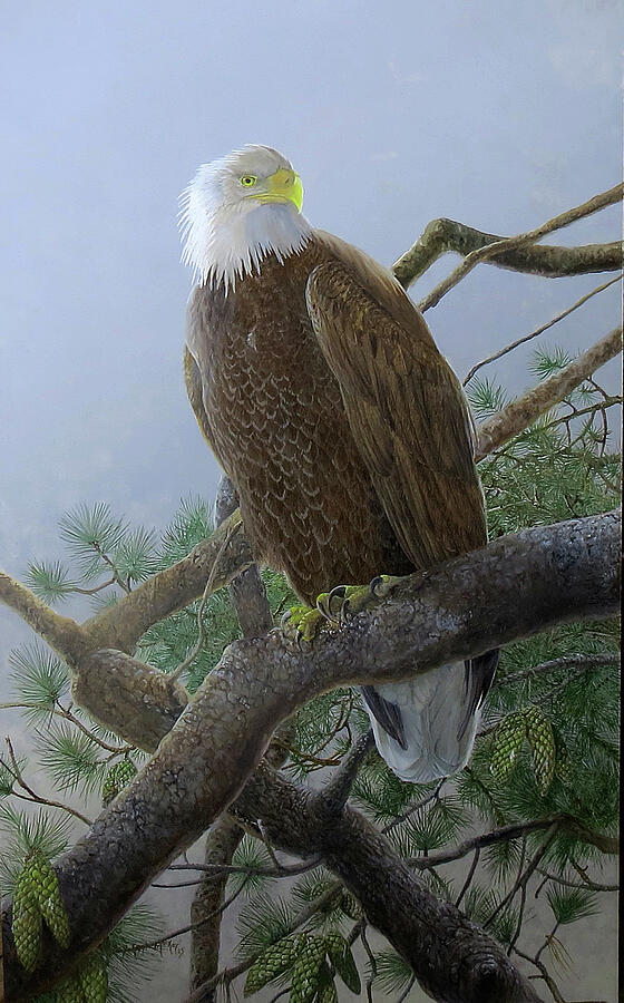 Bald Eagle in Pine Painting by Barry Kent MacKay