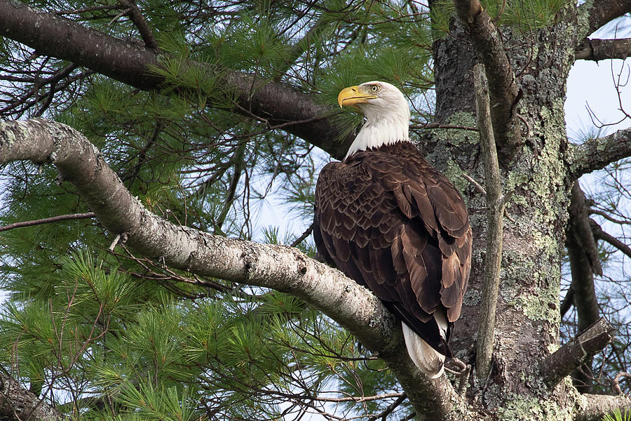 Bald Eagle in Pine Photograph by Denise Kopko
