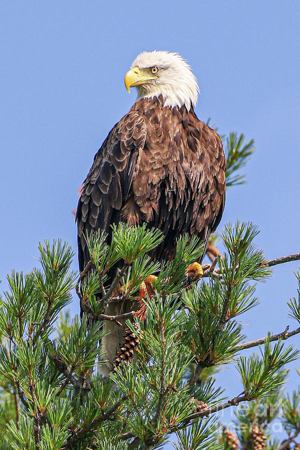 Bald Eagle in Pine Tree Photograph by Timothy Brokaw - Fine Art America