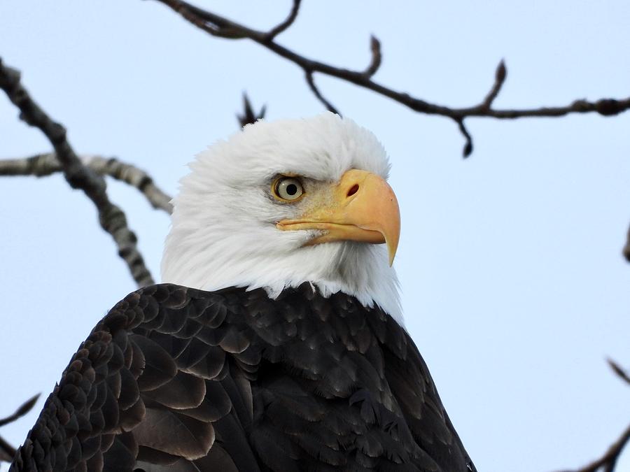 Bald Eagle in serious mood Photograph by Bernardo Guzman - Fine Art America