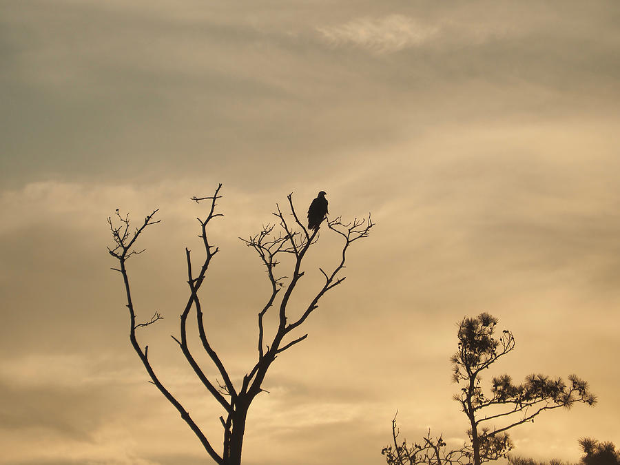 Bald Eagle in Silhouette Photograph by Life Makes Art