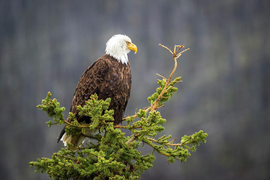 Bald Eagle in Spruce Tree Photograph by Bill Cubitt