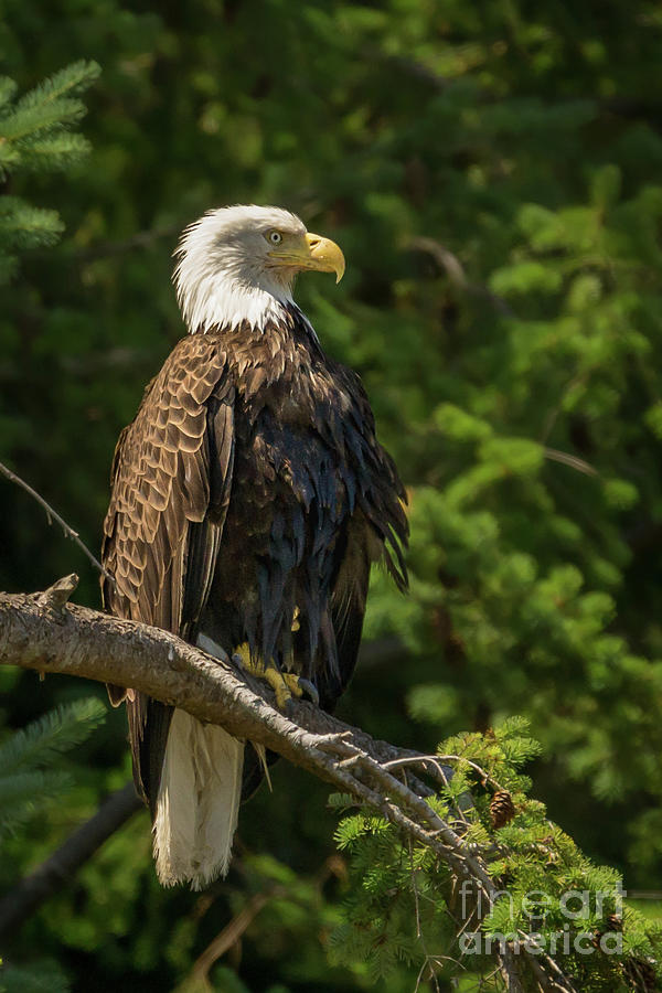 Wildlife Photograph - Bald Eagle in Sunlight on Camano Island by Nancy Gleason