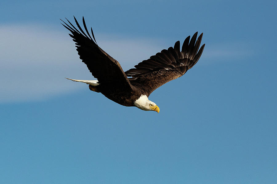 Bald Eagle in the Blue Skies Photograph by Tony Hake