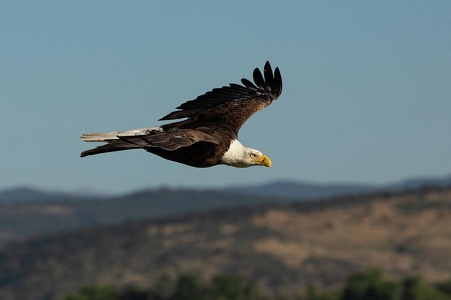 Bald Eagle in the Colorado Foothills Photograph by Tony Hake