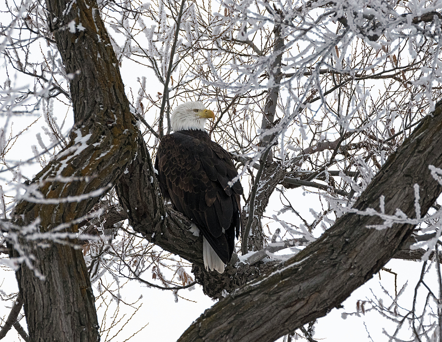 Bald Eagle in the Frost Photograph by Loree Johnson