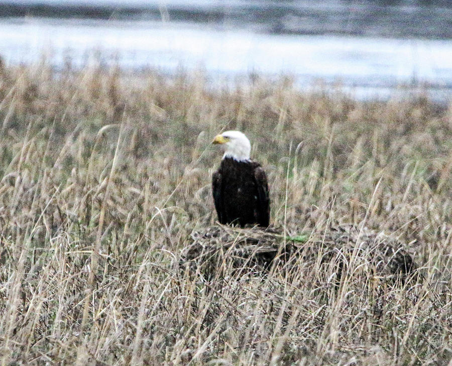 Bald Eagle In The Marsh Photograph By William E Rogers - Fine Art America