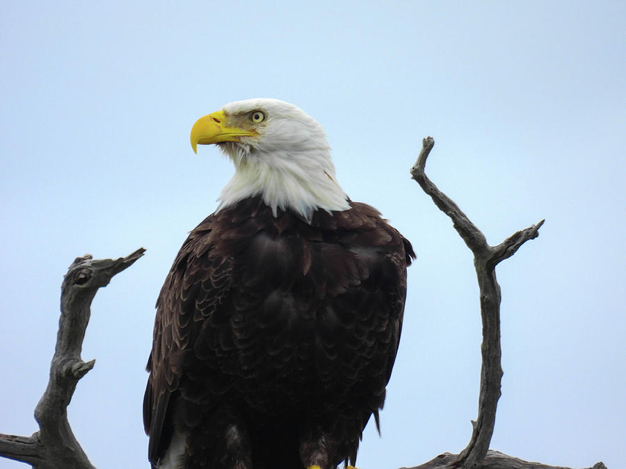 Bald eagle in the Merritt Island Wildlife Refuge in Florida Photograph ...