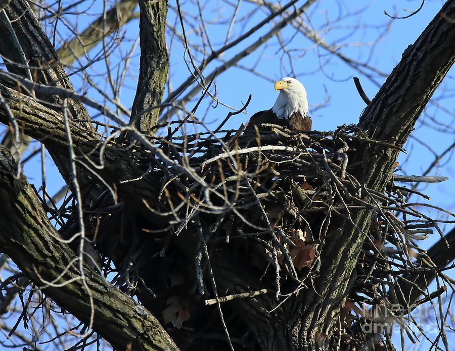 Bald Eagle In The Nest 190 Photograph by Steve Gass - Fine Art America