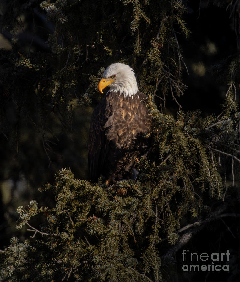 Bald Eagle In The Pines Photograph