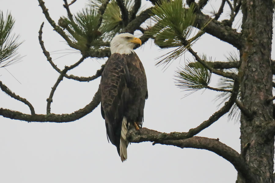 Bald Eagle In The Winter Photograph