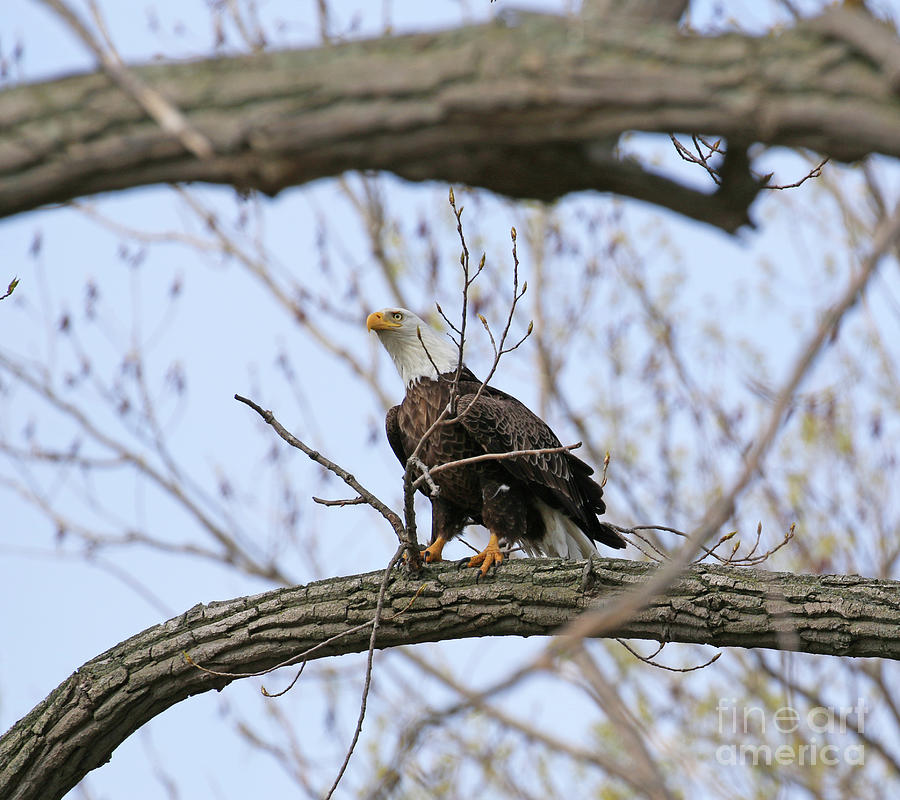 Bald Eagle in Tree 1739 Photograph by Jack Schultz