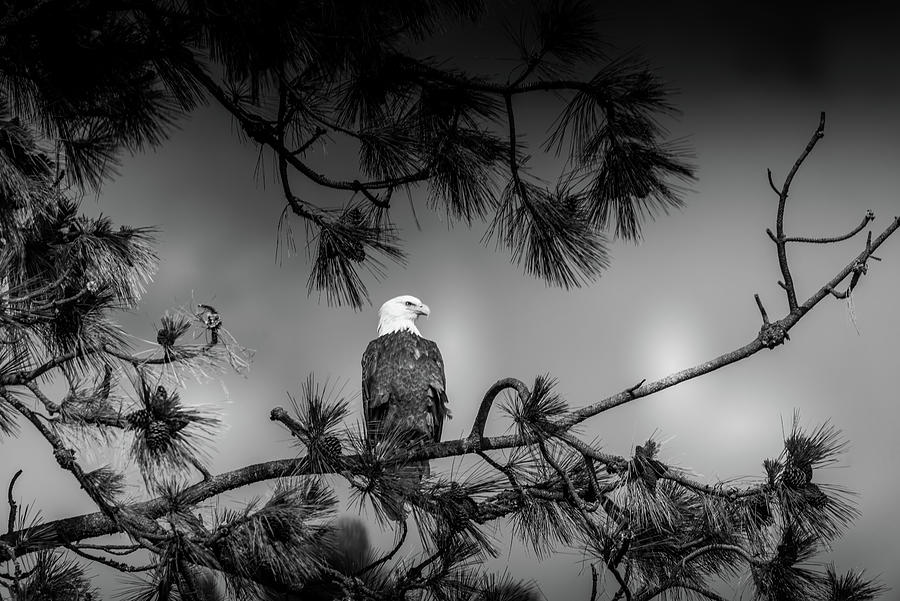 Bald Eagle In Tree Photograph by Matthew Nelson