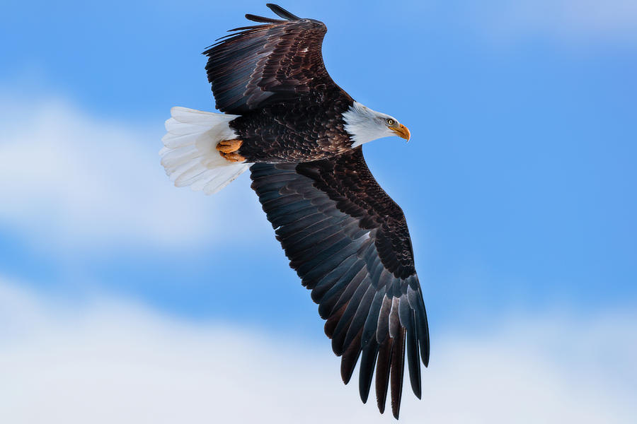 Bald eagle in winter sky Photograph by Murray Rudd