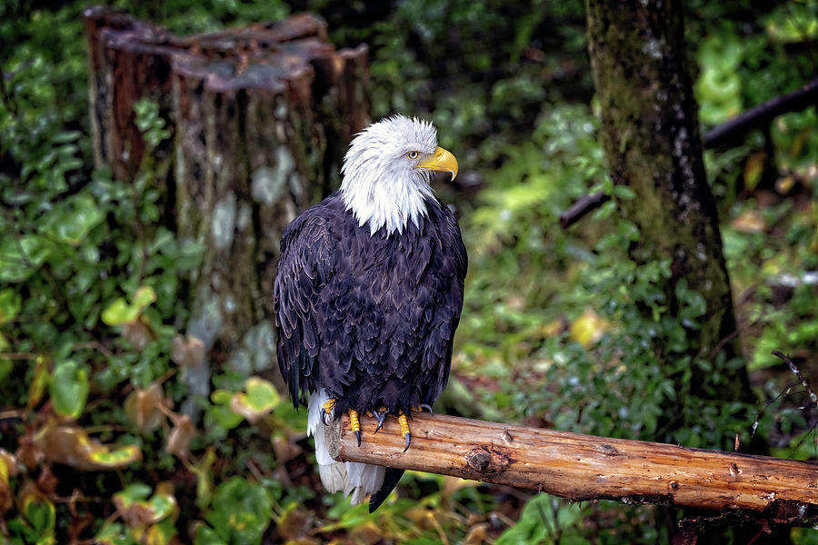 Bald Eagle is posing for the camera Mixed Media by Pheasant Run Gallery