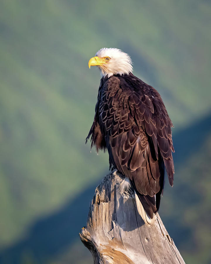 Bald Eagle Photograph by Jack Bell