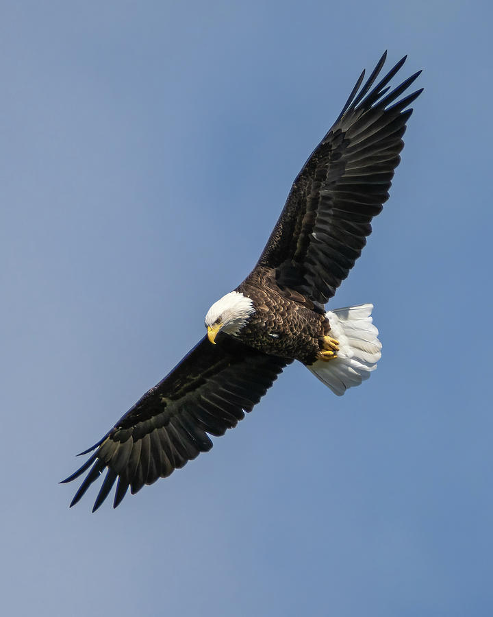 Bald Eagle Photograph by James Overesch