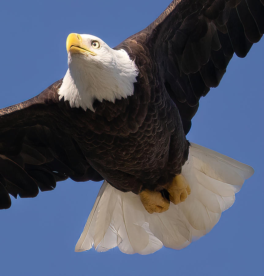 Bald eagle Photograph by Jeff Bancroft - Fine Art America