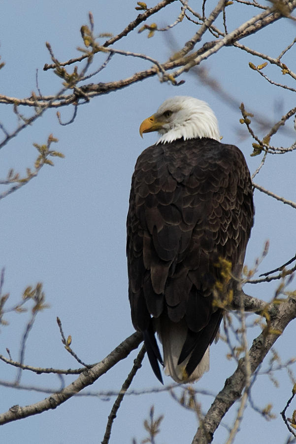 Bald eagle Photograph by Jeffrey PERKINS