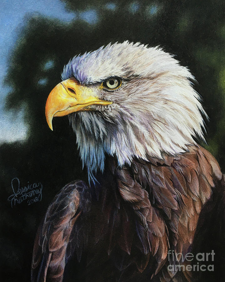 Bald Eagle Drawing by Jessica Matheney Fine Art