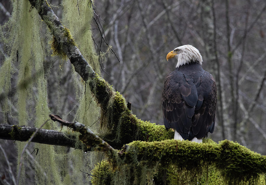 Bald Eagle Photograph by Jill Bingham-Daniels - Fine Art America