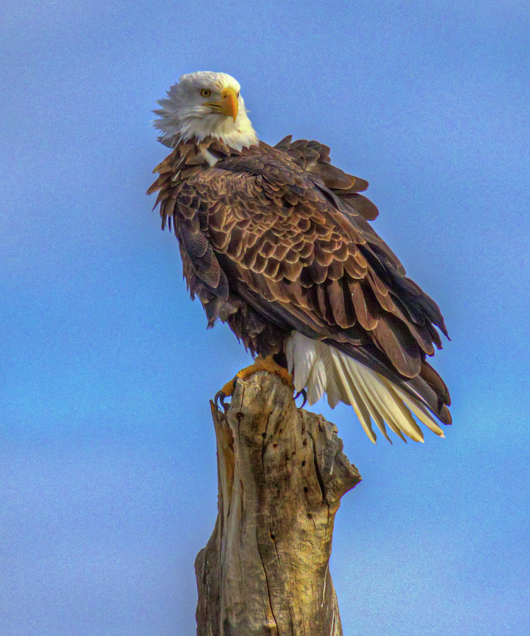 Bald Eagle New Mexico Photograph by Jim Gillen - Fine Art America