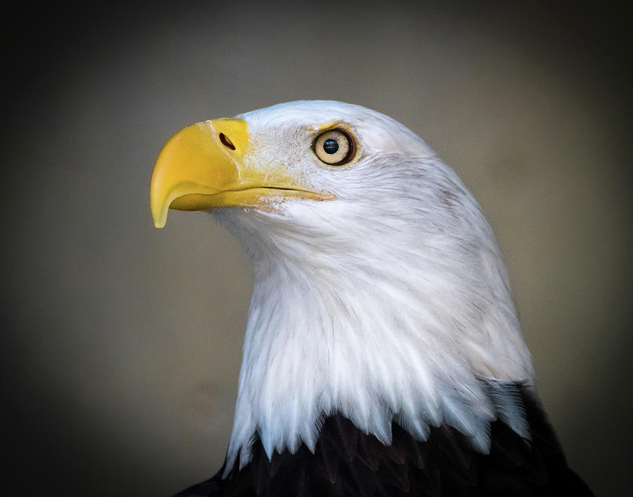 Bald Eagle Photograph by Jim Miller