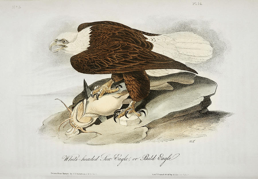 Bald Eagle. John James Audubon Mixed Media by World Art Collective