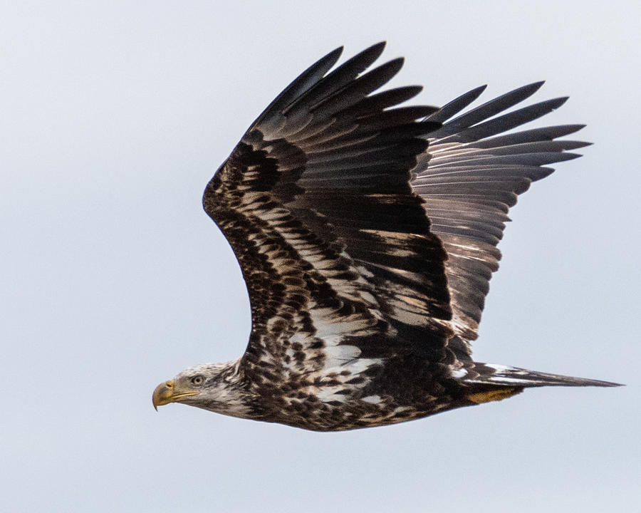 Bald Eagle Juvenile 4 Photograph by Larry Maras Bald Eagle Juvenile 4 Photograph by Larry Maras