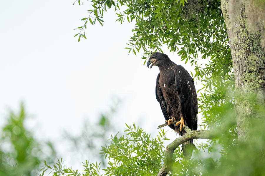 Bald Eagle Juvenile Photograph by Colin Hocking