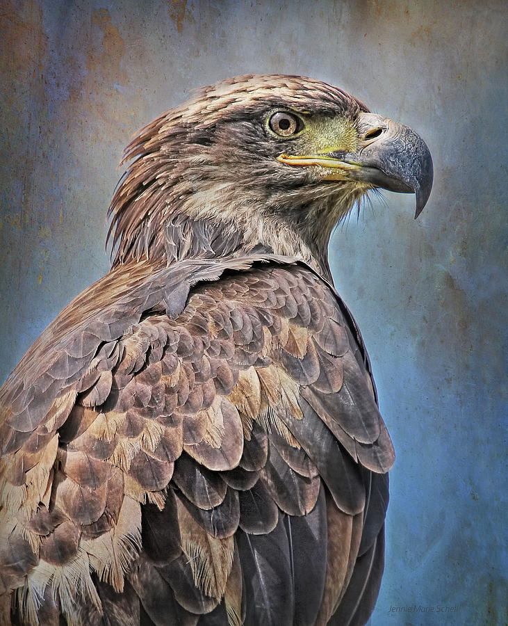 Bald Eagle Juvenile Photograph by Jennie Marie Schell