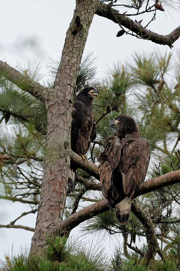 Bald Eagle Juveniles Photograph by Colin Hocking