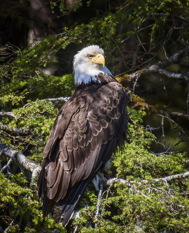 Bald Eagle Photograph by Karen Smale