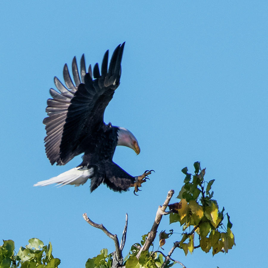 Bald Eagle Photograph by Ken Stampfer