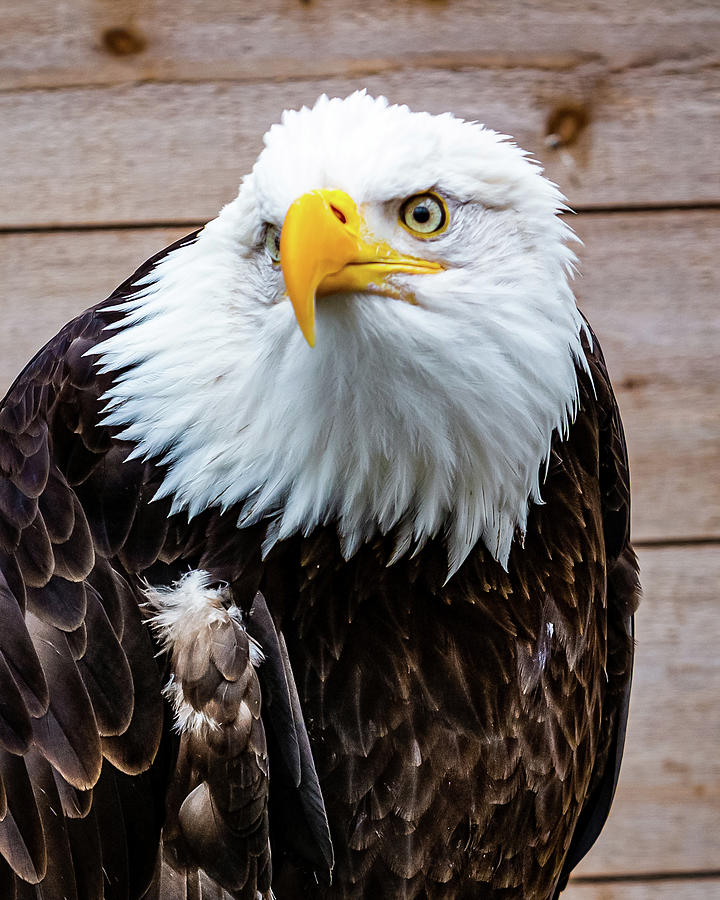 Bald Eagle Ketchikan Digital Art by SnapHappy Photos