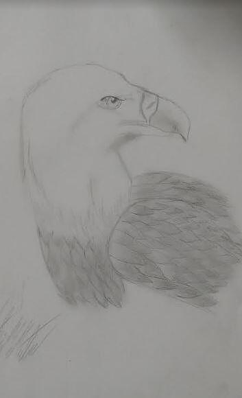 Bald Eagle Drawing by Ketzia McMurter | Fine Art America