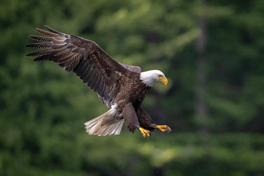 Bald Eagle Landing Photograph by Bill Cubitt